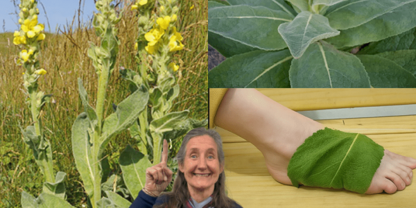 Unlock the Secret: Why Mullein Leaves on Your Feet Could Transform Your Health
