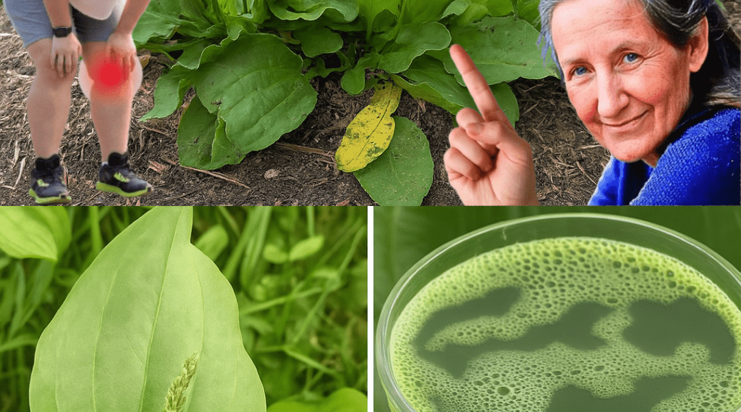 Nature’s Secret Healer: Discover the Astonishing Benefits of Broadleaf Plantain Nature’s Secret Healer: Discover the Astonishing Benefits of Broadleaf Plantain
