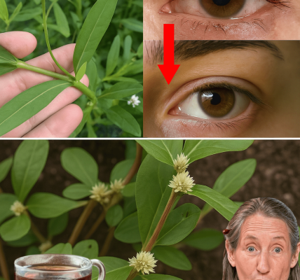 Unlock the Hidden Power of Sessile Joyweed: 30 Life-Changing Benefits You Need to Know! Unlock the Hidden Power of Sessile Joyweed: 30 Life-Changing Benefits You Need to Know!