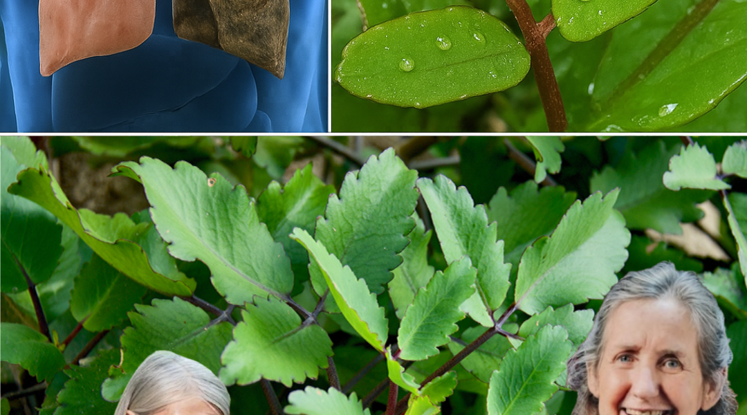 Kalanchoe Pinnata: The Miracle Leaf for Natural Wound Healing and Wellness Kalanchoe Pinnata: The Miracle Leaf for Natural Wound Healing and Wellness