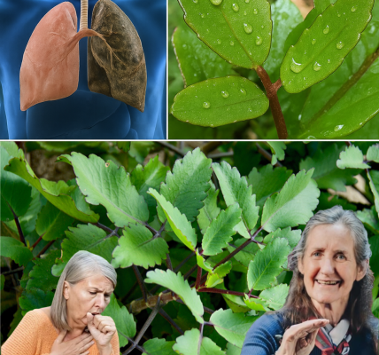 Kalanchoe Pinnata: The Miracle Leaf for Natural Wound Healing and Wellness Kalanchoe Pinnata: The Miracle Leaf for Natural Wound Healing and Wellness