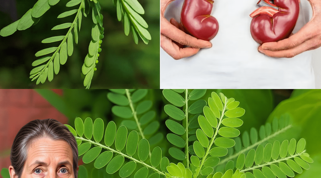 Top 10 Health Benefits of Chanca Piedra You Need to Know Top 10 Health Benefits of Chanca Piedra You Need to Know