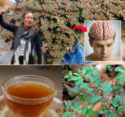 The Astonishing Health Benefits of Euphorbia Thymifolia: Nature’s Overlooked Miracle The Astonishing Health Benefits of Euphorbia Thymifolia: Nature’s Overlooked Miracle