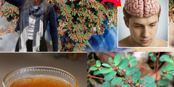 The Astonishing Health Benefits of Euphorbia Thymifolia: Nature’s Overlooked Miracle