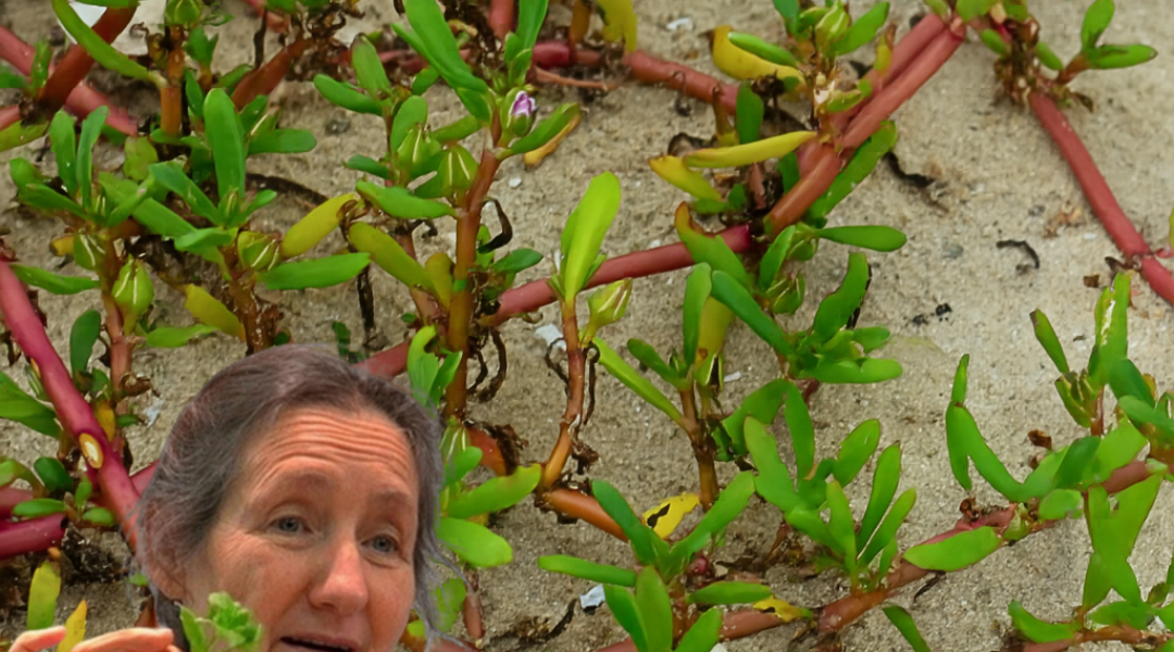 Why Verdolaga Is Your Garden’s Next Superstar: 7 Compelling Reasons to Grow This Nutrient-Packed Green Why Verdolaga Is Your Garden’s Next Superstar: 7 Compelling Reasons to Grow This Nutrient-Packed Green