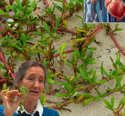 Why Verdolaga Is Your Garden’s Next Superstar: 7 Compelling Reasons to Grow This Nutrient-Packed Green Why Verdolaga Is Your Garden’s Next Superstar: 7 Compelling Reasons to Grow This Nutrient-Packed Green