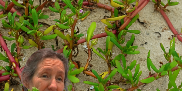 Why Verdolaga Is Your Garden’s Next Superstar: 7 Compelling Reasons to Grow This Nutrient-Packed Green Why Verdolaga Is Your Garden’s Next Superstar: 7 Compelling Reasons to Grow This Nutrient-Packed Green