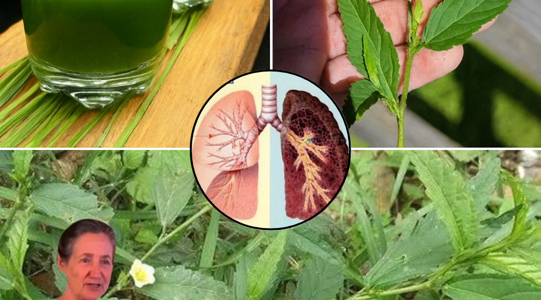 Discover the Hidden Power of Sida Acuta: Nature’s Medicinal Marvel Discover the Hidden Power of Sida Acuta: Nature’s Medicinal Marvel