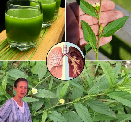 Discover the Hidden Power of Sida Acuta: Natureâs Medicinal Marvel Discover the Hidden Power of Sida Acuta: Natureâs Medicinal Marvel