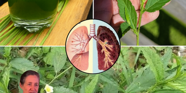 Discover the Hidden Power of Sida Acuta: Nature’s Medicinal Marvel