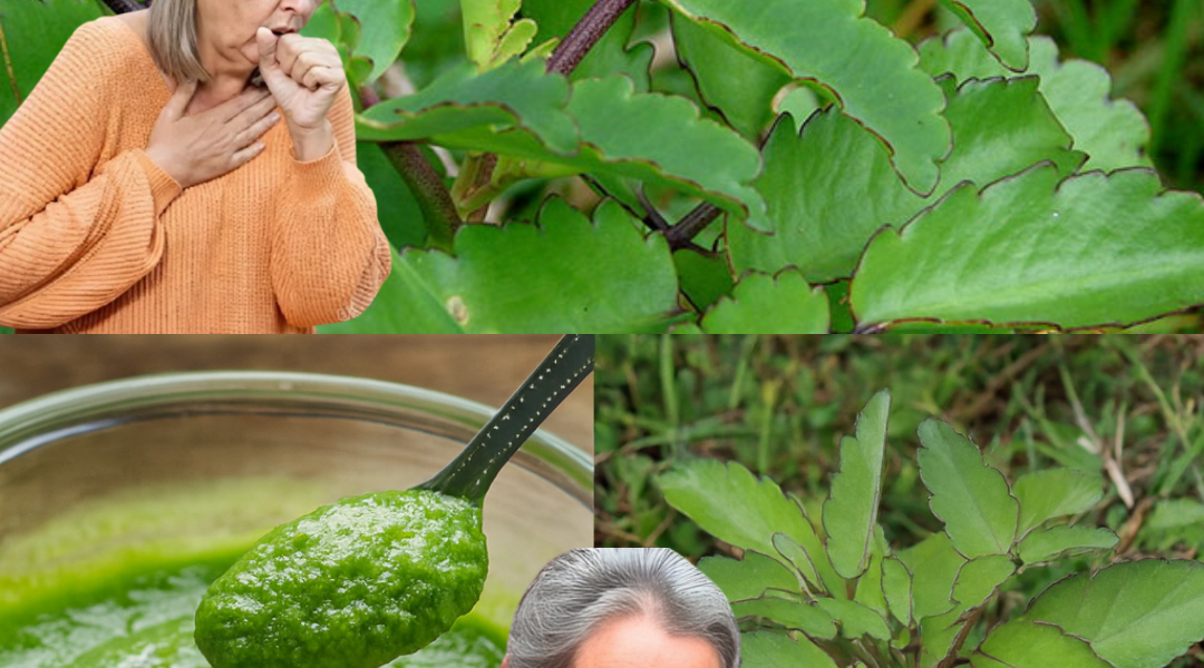 Unlock the Secrets of Miracle Leaf: Nature’s Hidden Gem for Wellness Unlock the Secrets of Miracle Leaf: Nature’s Hidden Gem for Wellness