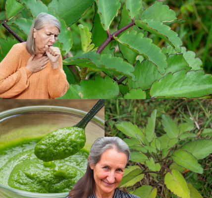 Unlock the Secrets of Miracle Leaf: Nature’s Hidden Gem for Wellness Unlock the Secrets of Miracle Leaf: Nature’s Hidden Gem for Wellness