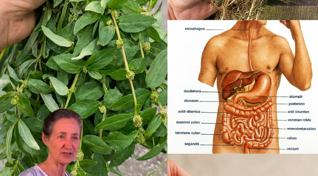 🌿 Asthma Plant Tea: Unlock the Hidden Healing Power of Euphorbia Hirta in Your Backyard 🌿 Asthma Plant Tea: Unlock the Hidden Healing Power of Euphorbia Hirta in Your Backyard