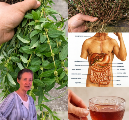 🌿 Asthma Plant Tea: Unlock the Hidden Healing Power of Euphorbia Hirta in Your Backyard 🌿 Asthma Plant Tea: Unlock the Hidden Healing Power of Euphorbia Hirta in Your Backyard