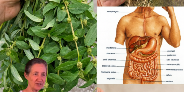 🌿 Asthma Plant Tea: Unlock the Hidden Healing Power of Euphorbia Hirta in Your Backyard 🌿 Asthma Plant Tea: Unlock the Hidden Healing Power of Euphorbia Hirta in Your Backyard