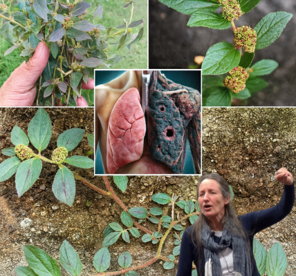 ✨ Euphorbia Hirta: 30 Astonishing Health Benefits and Safe Usage Secrets Revealed! ✨ Euphorbia Hirta: 30 Astonishing Health Benefits and Safe Usage Secrets Revealed!