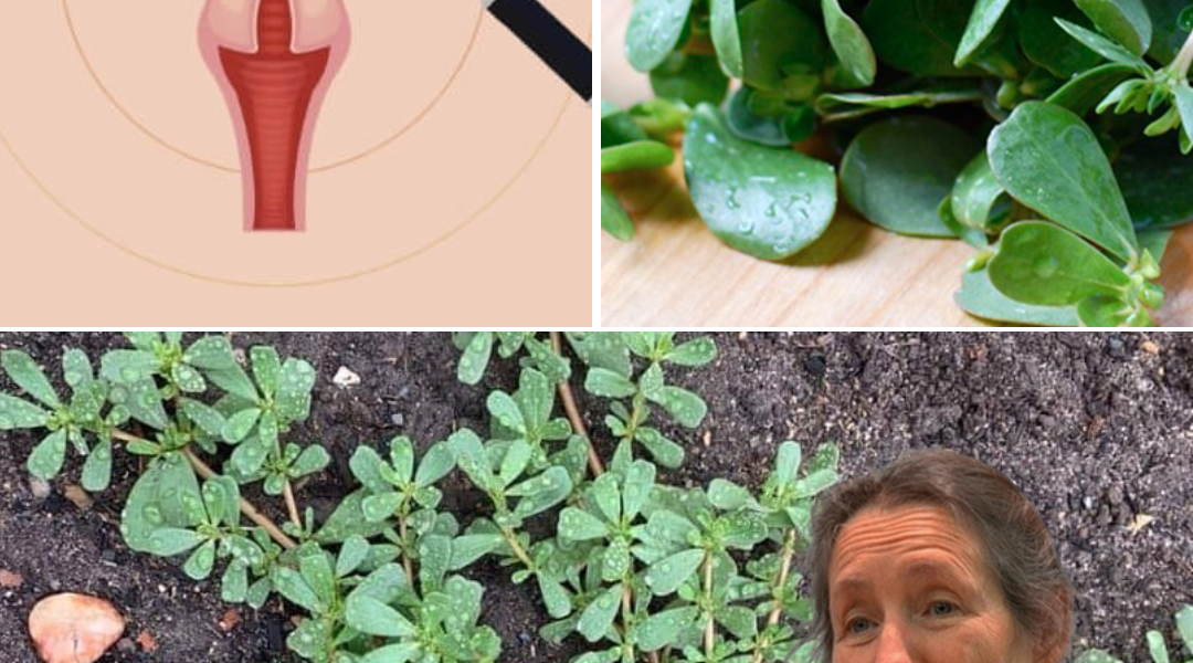 Don’t Step on This Garden “Weed”—It’s a Nutritional Goldmine! Don’t Step on This Garden “Weed”—It’s a Nutritional Goldmine!