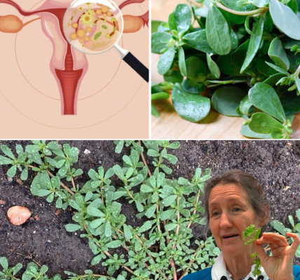 Donât Step on This Garden âWeedââItâs a Nutritional Goldmine! Donât Step on This Garden âWeedââItâs a Nutritional Goldmine!