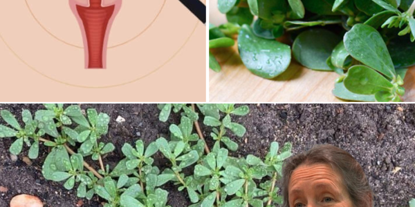 Don’t Step on This Garden “Weed”—It’s a Nutritional Goldmine!