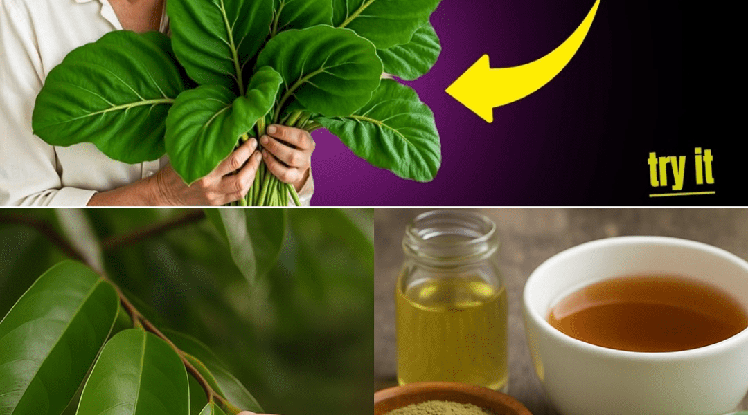The Hidden Leaf That Could Change Cancer Treatment Forever 🌿 The Hidden Leaf That Could Change Cancer Treatment Forever 🌿