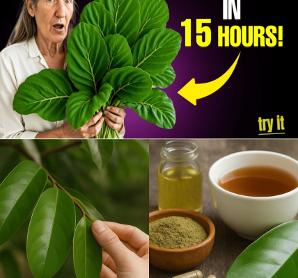 The Hidden Leaf That Could Change Cancer Treatment Forever 🌿 The Hidden Leaf That Could Change Cancer Treatment Forever 🌿