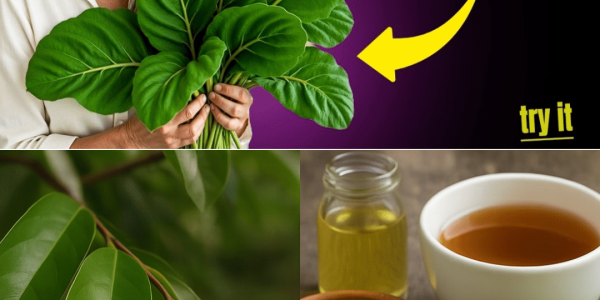 The Hidden Leaf That Could Change Cancer Treatment Forever 🌿