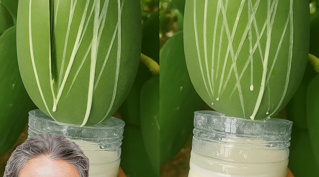 Unveiling Papaya Sap: Nature’s Secret Weapon for Health and Vitality Unveiling Papaya Sap: Nature’s Secret Weapon for Health and Vitality