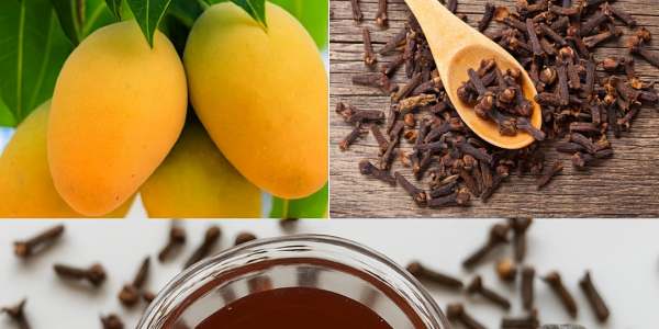 🌿 Unlock the Secret to Vibrant Health: Mango Leaf Tea with Cloves for Seniors 🌿 Unlock the Secret to Vibrant Health: Mango Leaf Tea with Cloves for Seniors