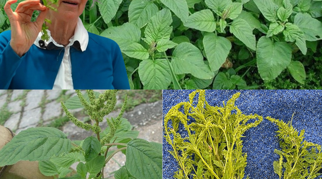 🌿 If You Spot This Mysterious Weed in Your Yard, It Could Be Worth More Than Gold 🌿 If You Spot This Mysterious Weed in Your Yard, It Could Be Worth More Than Gold