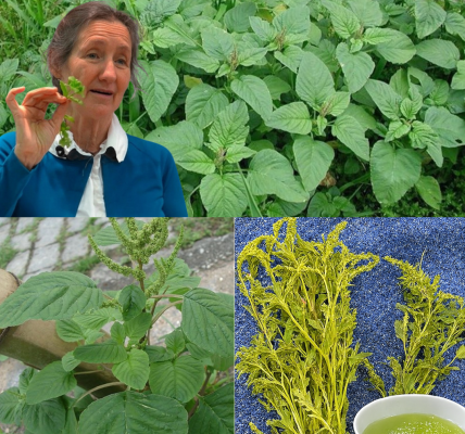 🌿 If You Spot This Mysterious Weed in Your Yard, It Could Be Worth More Than Gold