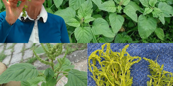 🌿 If You Spot This Mysterious Weed in Your Yard, It Could Be Worth More Than Gold 🌿 If You Spot This Mysterious Weed in Your Yard, It Could Be Worth More Than Gold
