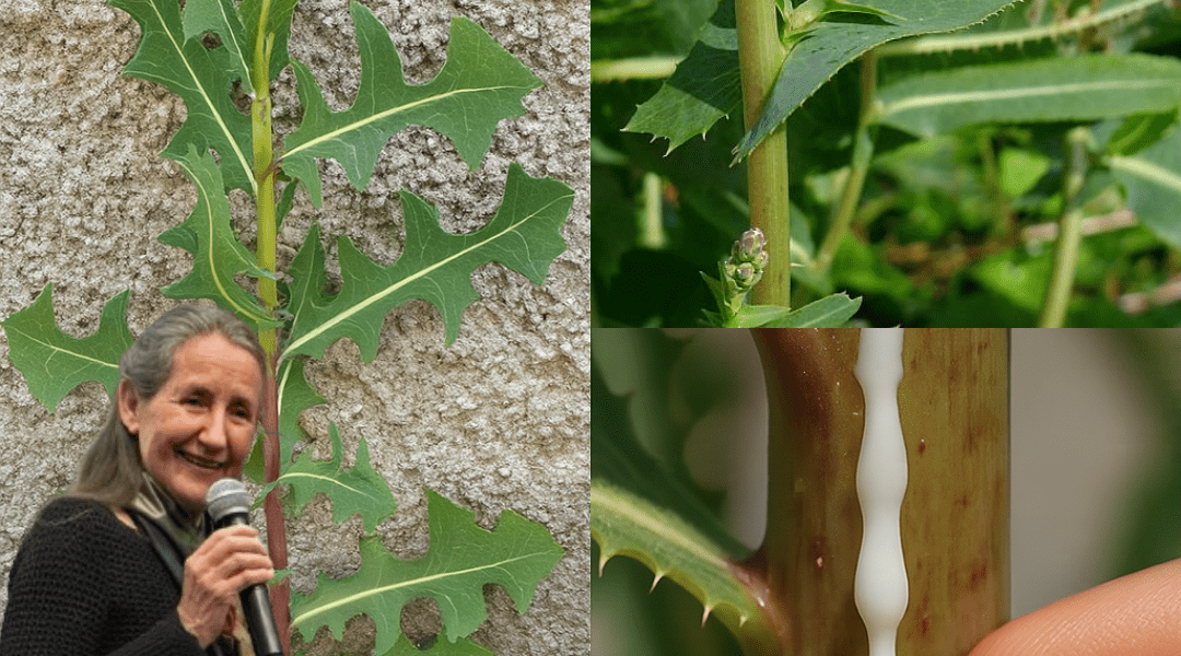 🌿 Unlock the Hidden Power of Wild Lettuce: 30 Astonishing Benefits of Lactuca Serriola 🌿 Unlock the Hidden Power of Wild Lettuce: 30 Astonishing Benefits of Lactuca Serriola