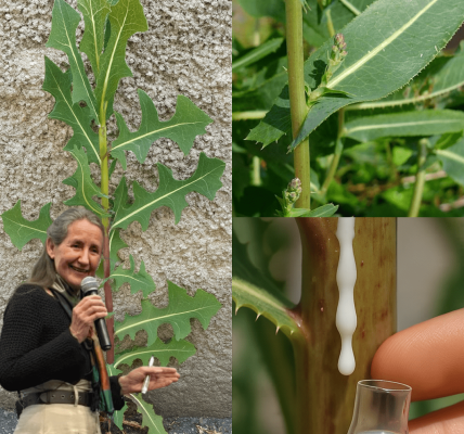 🌿 Unlock the Hidden Power of Wild Lettuce: 30 Astonishing Benefits of Lactuca Serriola 🌿 Unlock the Hidden Power of Wild Lettuce: 30 Astonishing Benefits of Lactuca Serriola