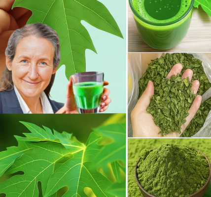 Unveiling the Healing Power of Papaya Leaves: Your New Go-To Natural Remedy 🌿 Unveiling the Healing Power of Papaya Leaves: Your New Go-To Natural Remedy 🌿