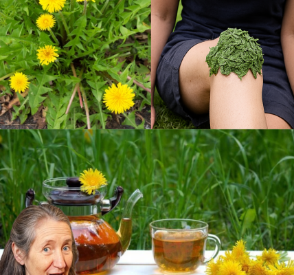 🌼 Unlocking the Magic of Dandelions: Nature’s Overlooked Superhero 🌼 Unlocking the Magic of Dandelions: Nature’s Overlooked Superhero