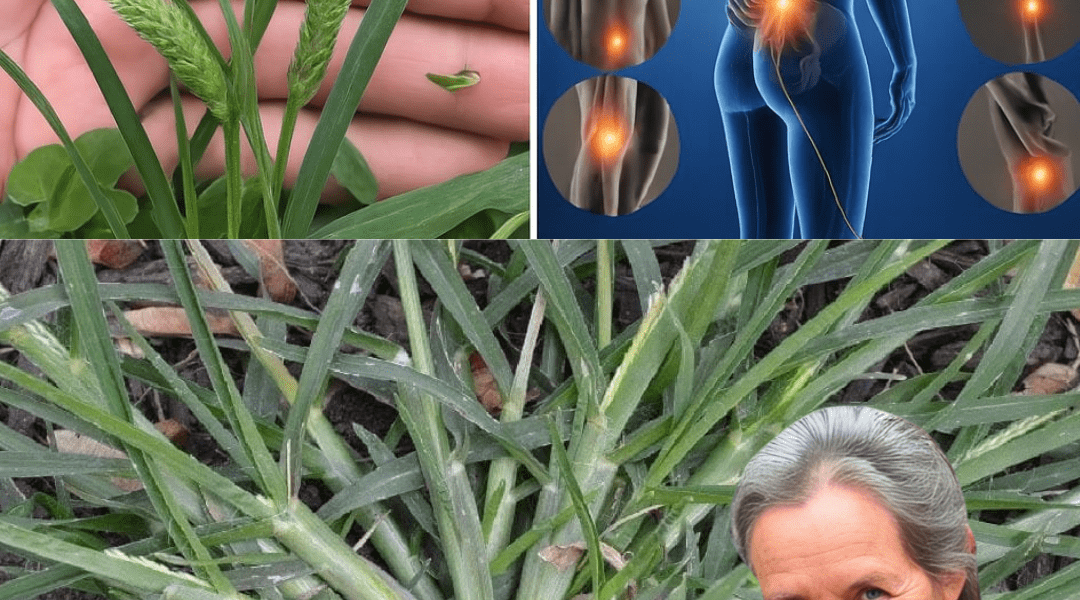 Unlock the Hidden Power of Goosegrass: Nature’s Secret Weapon for Health and Healing 🌿