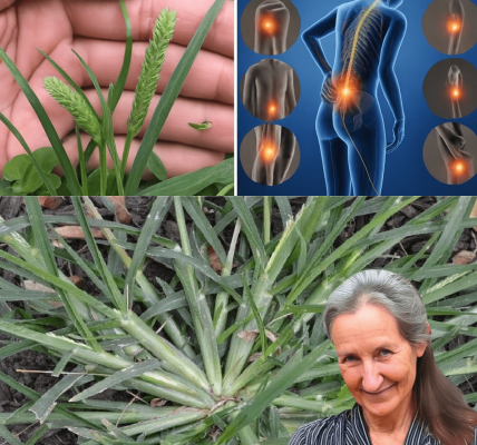 Unlock the Hidden Power of Goosegrass: Nature’s Secret Weapon for Health and Healing 🌿 Unlock the Hidden Power of Goosegrass: Nature’s Secret Weapon for Health and Healing 🌿