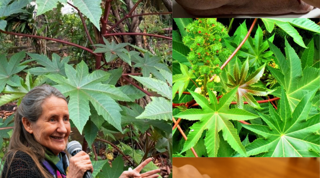 Discover the Secret Healing Powers of Castor Leaves and Seeds đż Discover the Secret Healing Powers of Castor Leaves and Seeds đż