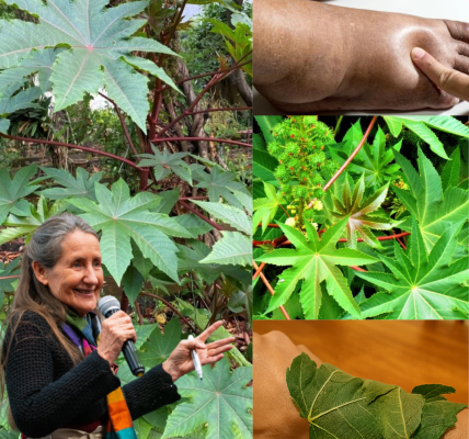 Discover the Secret Healing Powers of Castor Leaves and Seeds 🌿 Discover the Secret Healing Powers of Castor Leaves and Seeds 🌿