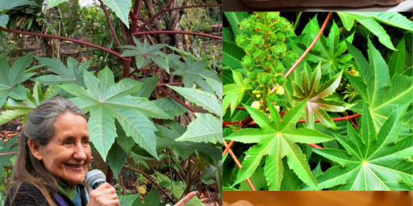 Discover the Secret Healing Powers of Castor Leaves and Seeds šæ Discover the Secret Healing Powers of Castor Leaves and Seeds šæ