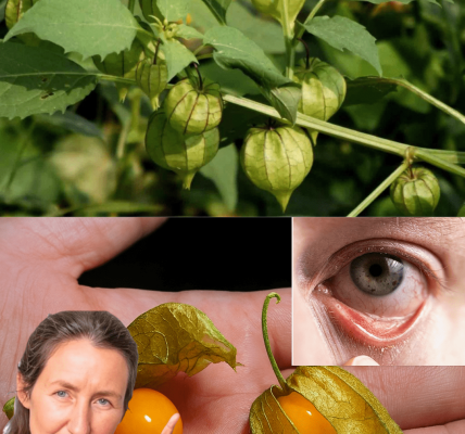 🌟 Goldenberry Glow: 20 Astonishing Benefits of Physalis peruviana and Creative Ways to Use It at Home 🌟 Goldenberry Glow: 20 Astonishing Benefits of Physalis peruviana and Creative Ways to Use It at Home