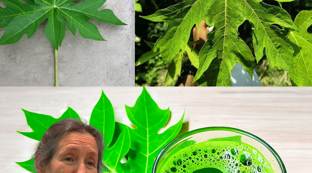 🌱 Papaya Leaves: Nature’s Hidden Gem for Vibrant Health and Wellness 🌱 Papaya Leaves: Nature’s Hidden Gem for Vibrant Health and Wellness