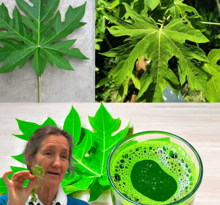 🌱 Papaya Leaves: Nature’s Hidden Gem for Vibrant Health and Wellness 🌱 Papaya Leaves: Nature’s Hidden Gem for Vibrant Health and Wellness