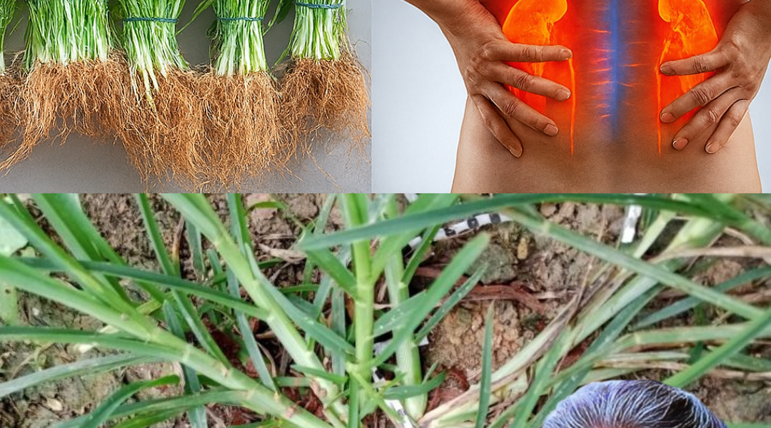 🌿 Goosegrass Unveiled: 25 Astonishing Health Benefits of Nature’s Sticky Secret