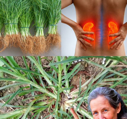 🌿 Goosegrass Unveiled: 25 Astonishing Health Benefits of Nature’s Sticky Secret 🌿 Goosegrass Unveiled: 25 Astonishing Health Benefits of Nature’s Sticky Secret