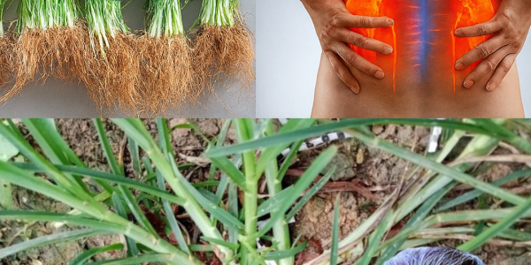 🌿 Goosegrass Unveiled: 25 Astonishing Health Benefits of Nature’s Sticky Secret