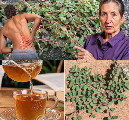 🌿 Unlock the Secret Powers of Euphorbia Prostrata: A Natural Healer You Need to Know 🌿 Unlock the Secret Powers of Euphorbia Prostrata: A Natural Healer You Need to Know