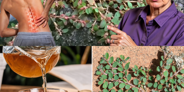 🌿 Unlock the Secret Powers of Euphorbia Prostrata: A Natural Healer You Need to Know 🌿 Unlock the Secret Powers of Euphorbia Prostrata: A Natural Healer You Need to Know