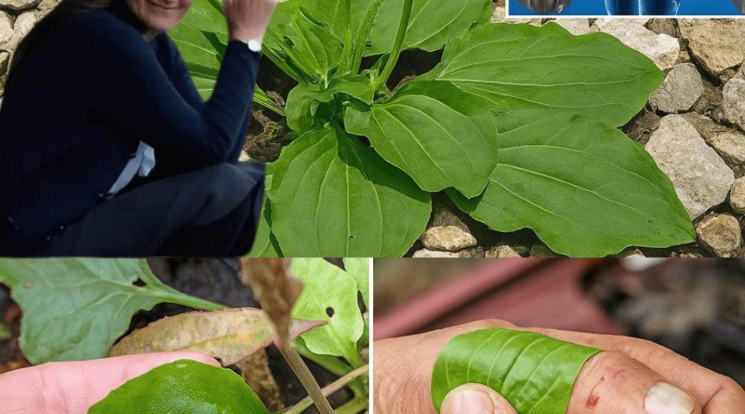 🌿 Unlock Nature’s Healing Secret: 7 Remarkable Benefits of Plantago Major You Need to Know
