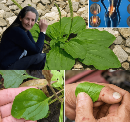 🌿 Unlock Nature’s Healing Secret: 7 Remarkable Benefits of Plantago Major You Need to Know 🌿 Unlock Nature’s Healing Secret: 7 Remarkable Benefits of Plantago Major You Need to Know